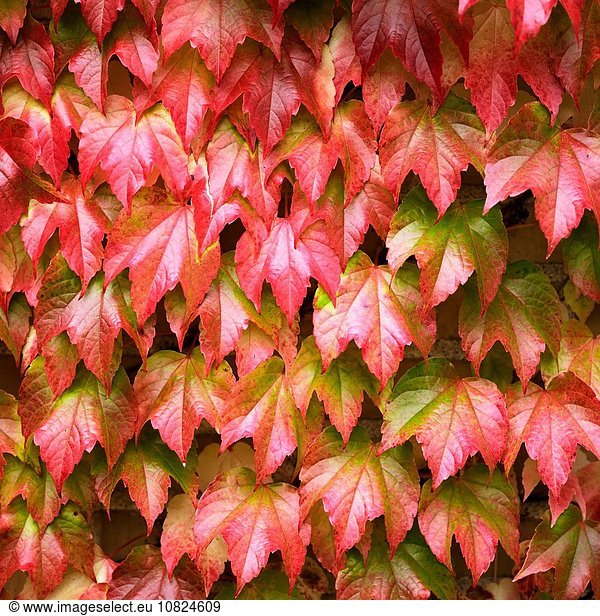 Wall of red and green autumn leaves