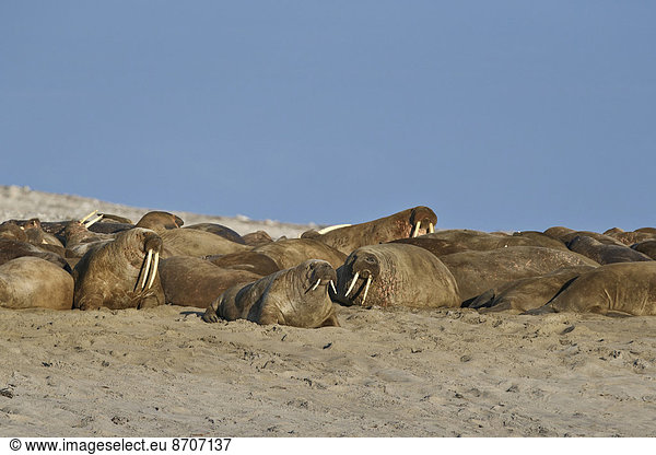 Walrosse (Odobenus rosmarus) Herde am Sandstrand Spitzbergen Spitzbergen Inselgruppe Svalbard und Jan Mayen Norwegen