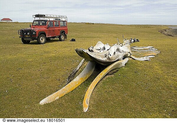 Walskelett auf trostloser Insel auf den Falklandinseln mit Land Rover