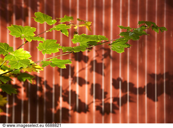 Wand  Baum  Ast  Streifen  Pflanzenblatt  Pflanzenblätter  Blatt