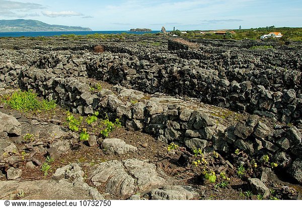Wand Schutz Landschaft Lava Kultur Insel Frühling UNESCO-Welterbe Azoren Portugal Weinberg