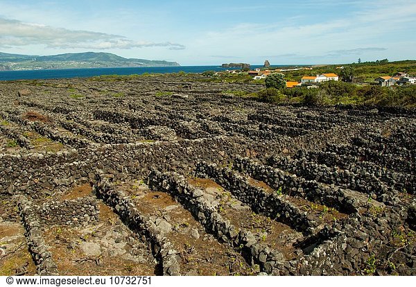 Wand Schutz Landschaft Lava Kultur Insel Frühling UNESCO-Welterbe Azoren Portugal Weinberg
