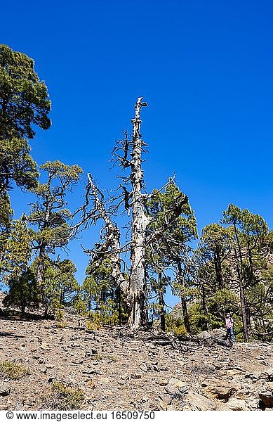 Wanderer am Weg zum Sombrero de Chasna durch einen Kanarischen (Pinus canariensis) Kiefernwald Teide Nationalpark  Teneriffa  Kanarische Inseln  Spanien  Europa