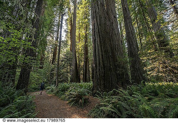 Wanderer auf Wanderweg durch Wald mit Küstenmammutbäumen (Sequoia sempervirens) und Farnen  dichte Vegetation  Jedediah Smith Redwoods State Park  Simpson-Reed Trail  Kalifornien  USA  Nordamerika