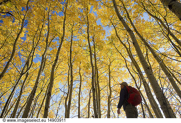Wanderer beim Beobachten von Vögeln im Herbst mit goldenem Laub auf den Espenbäumen  Birds Hill Provincial Park; Manitoba  Kanada