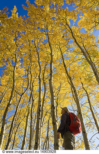 Wanderer beim Beobachten von Vögeln im Herbst mit goldenem Laub auf den Espenbäumen  Birds Hill Provincial Park; Manitoba  Kanada