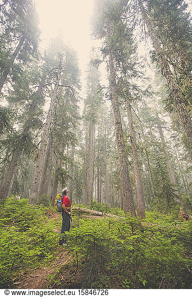 Wanderer blickt voller Ehrfurcht auf atemberaubenden Wald.