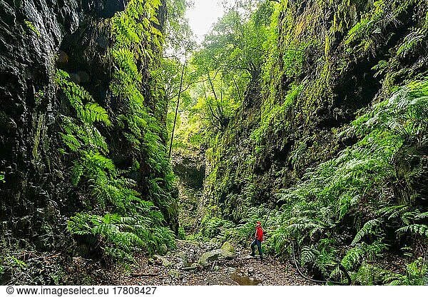 Wanderer im Lorbeerwald der Wasserschlucht  Barranco del Agua  Los Tilos  Insel La Palma  Kanarische Inseln  Spanien  Europa
