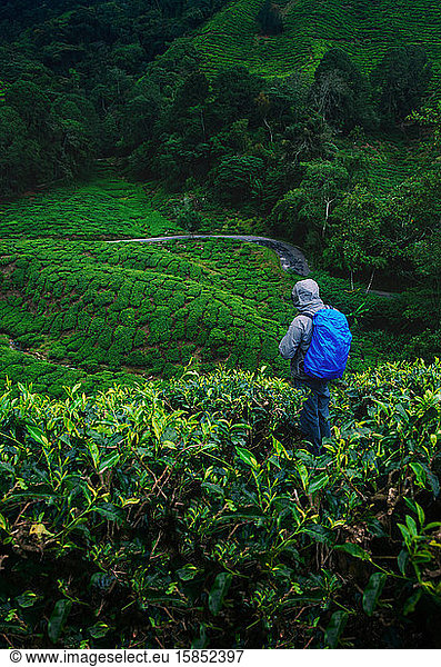 Wanderer in den Teeplantagen in den Cameron Highlands  Malaysia.