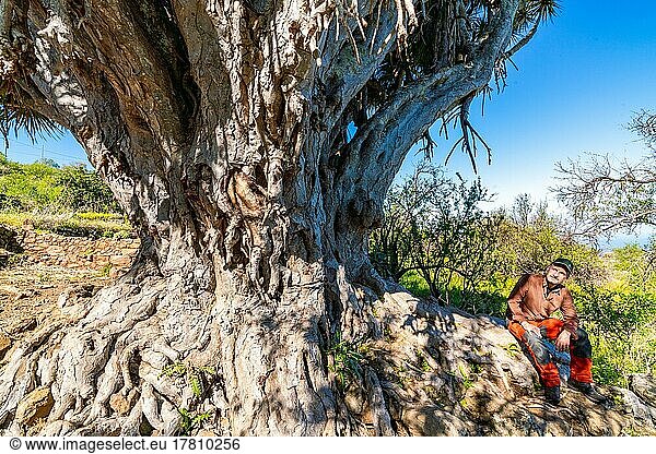 Wanderer sitzt neben einem Drachenbaum (Dracaena) bei Las Tricias  Insel La Palma  Kanarische Inseln  Spanien  Europa