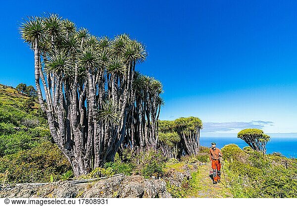Wanderer zwischen Drachenbäumen (Dracaena) bei Las Tricias  Insel La Palma  Kanarische Inseln  Spanien  Europa