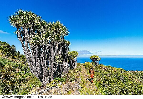 Wanderer zwischen Drachenbäumen (Dracaena) bei Las Tricias  Insel La Palma  Kanarische Inseln  Spanien  Europa