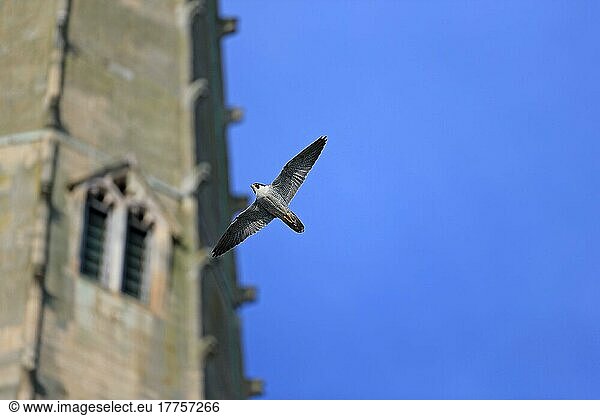 Wanderfalke (Falco peregrinus) erwachsen  im Flug  am Nistplatz der Kathedrale  Norwich Cathedral  Norwich  Norfolk  England  Juni