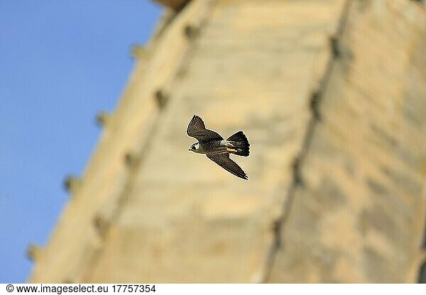 Wanderfalke (Falco peregrinus) erwachsen  im Flug  am Nistplatz der Kathedrale  Norwich Cathedral  Norwich  Norfolk  England  Juni