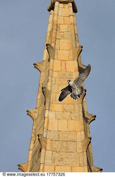 Wanderfalke (Falco peregrinus)  erwachsen  im Flug  mit Beute in Krallen am Nistplatz der Kathedrale  Norwich Cathedral  Norwich  Norfolk  England  Juni