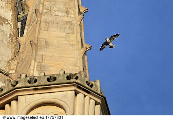 Wanderfalke (Falco peregrinus)  erwachsen  im Flug  mit Vogelbeute in Krallen am Nistplatz der Kathedrale  Norwich Cathedral  Norwich  Norfolk  England  Juni