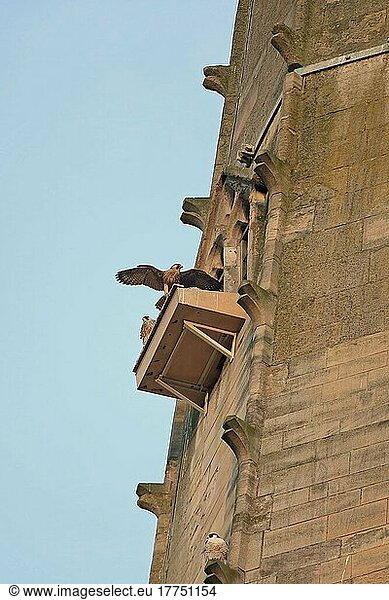 Wanderfalke (Falco peregrinus)  erwachsene und juvenile Tiere  auf der Nistplattform am Nistplatz der Kathedrale  Norwich Cathedral  Norwich  Norfolk  England  Juni