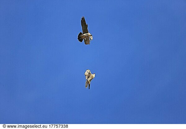 Wanderfalke (Falco peregrinus)  erwachsenes Paar  im Flug  Balz-Futterpass-Ausstellung am Nistplatz der Kathedrale  Norwich Cathedral  Norwich  Norfolk  England  Juni