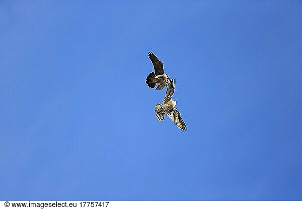 Wanderfalke (Falco peregrinus)  erwachsenes Paar  im Flug  Balz-Futterpass-Ausstellung am Nistplatz der Kathedrale  Norwich Cathedral  Norwich  Norfolk  England  Juni