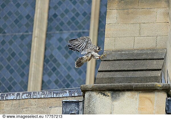 Wanderfalke (Falco peregrinus) juvenil  im Flug  Landung am Nistplatz der Kathedrale  Kathedrale Norwich  Norwich  Norfolk  England  Juni