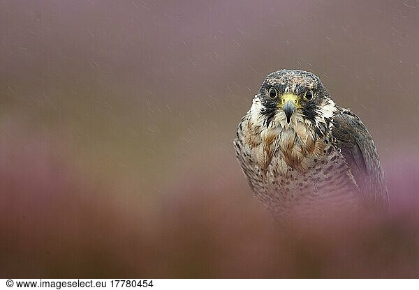 Wanderfalke (Falco peregrinus) unreif  inmitten von Heidekraut während eines Regenschauers  Powys  Wales  September (in Gefangenschaft)