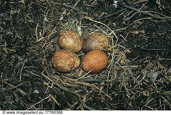 Wanderfalke  Wanderfalken (Falco peregrinus)  Falke  Greifvögel  Tiere  Vögel  Peregrine Falcon nest and eggs