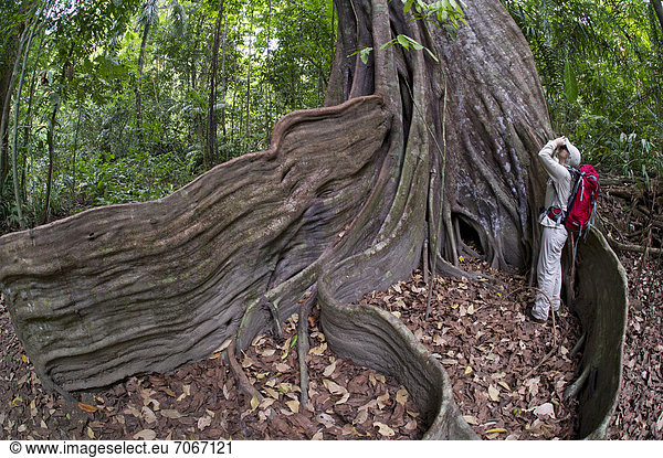 Wanderin an den Brettwurzeln eines Würgefeigenbaumes (Ficus subgenus Urostigma)  Sirena  Nationalpark Corcovado  Provinz Puntarenas  Costa Rica  Zentralamerika