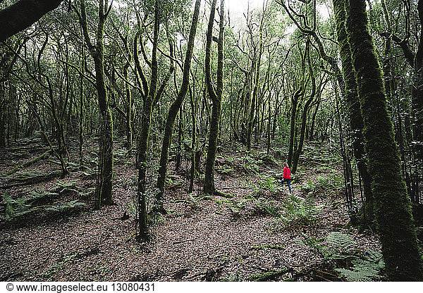 Wanderin inmitten von Bäumen im Wald im Garajonay-Nationalpark