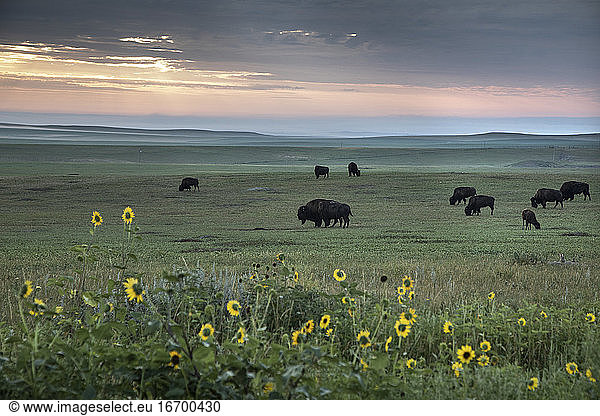 Wandernde Bisons in den Ebenen von South Dakota