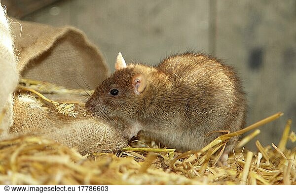 Wanderratte  Wanderratten (Rattus norvegicus)  Nagetiere  Ratte  Ratten  Säugetiere  Tiere  Brown Rat adult  foraging in barn  Devon  England (captive)