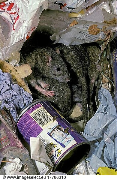 Wanderratte  Wanderratten (Rattus norvegicus)  Nagetiere  Ratte  Ratten  Säugetiere  Tiere  Brown Rat adults  group amongst rubbish  England  Großbritannien  Europa