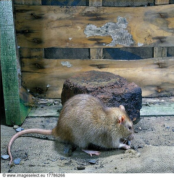 Wanderratte  Wanderratten (Rattus norvegicus)  Nagetiere  Ratte  Ratten  Säugetiere  Tiere  Brown Rat Close-up