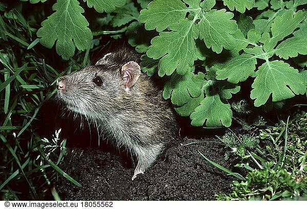 Wanderratte  Wanderratten (Rattus norvegicus)  Nagetiere  Ratte  Ratten  Säugetiere  Tiere  Brown rat hiding in vegetation