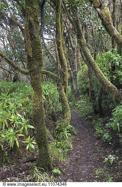 Wanderweg durch bemooste Bäume im Lorbeerwald  Nationalpark Garajonay  La Gomera  Kanarische Inseln  Spanien  Europa