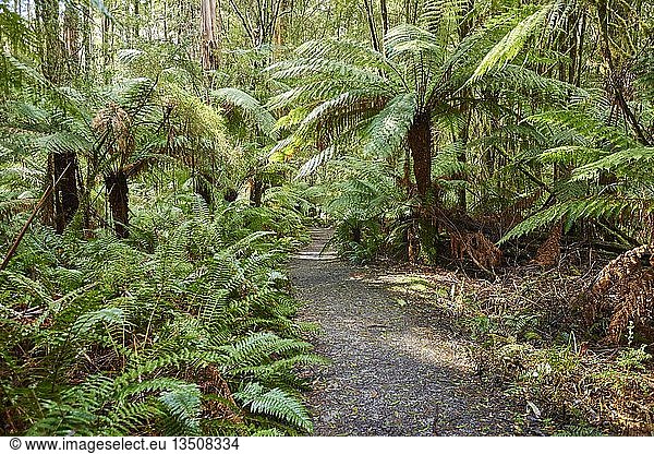 Wanderweg durch den Wald mit Baumfarnen (Cyatheales)  Great Otway National Park  Australien  Ozeanien