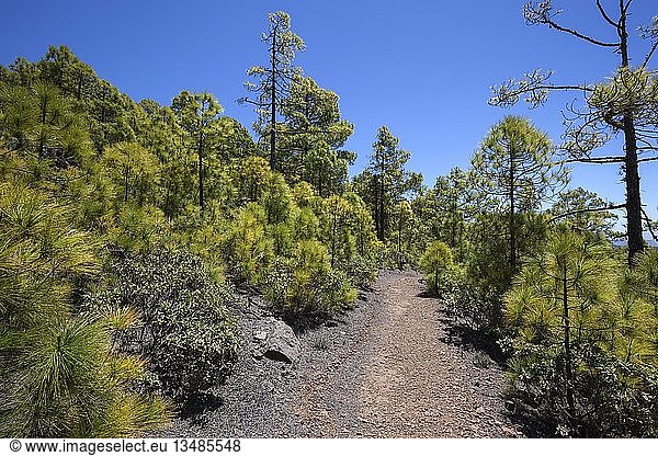 Wanderweg durch Kiefernwald  Kanarische Kiefern (Pinus canariensis)  Naturpark Tanadaba  Gran Canaria  Kanarische Inseln  Spanien  Europa