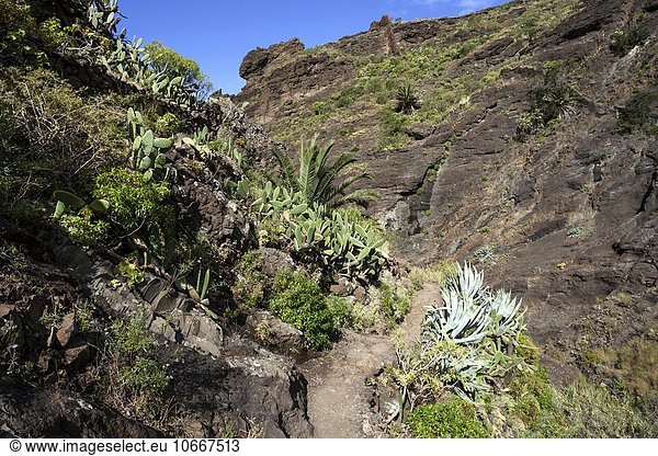 Wanderweg durch Vulkangestein mit südländischer Vegetation  Masca-Schlucht  Barranco de Masca  Teno-Gebirge  Masca  Teneriffa  Kanarische Inseln  Spanien  Europa
