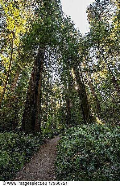 Wanderweg durch Wald mit Küstenmammutbäumen (Sequoia sempervirens) und Farnen  dichte Vegetation  Jedediah Smith Redwoods State Park  Simpson-Reed Trail  Kalifornien  USA  Nordamerika