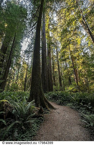 Wanderweg durch Wald mit Küstenmammutbäumen (Sequoia sempervirens) und Farnen  dichte Vegetation  Jedediah Smith Redwoods State Park  Simpson-Reed Trail  Kalifornien  USA  Nordamerika