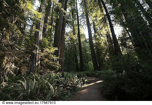Wanderweg durch Wald mit Küstenmammutbäumen (Sequoia sempervirens) und Farnen  dichte Vegetation  Jedediah Smith Redwoods State Park  Simpson-Reed Trail  Kalifornien  USA  Nordamerika
