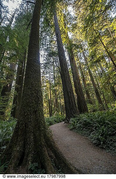 Wanderweg durch Wald mit Küstenmammutbäumen (Sequoia sempervirens) und Farnen  dichte Vegetation  Jedediah Smith Redwoods State Park  Simpson-Reed Trail  Kalifornien  USA  Nordamerika