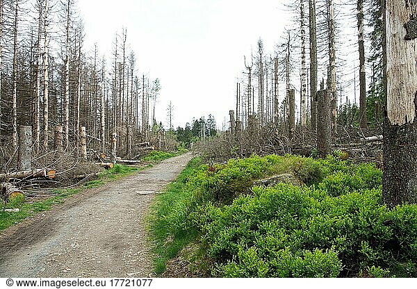 Wanderweg im Nationalpark  tote Fichten und natürlich nachwachsender Wald mit Blaubeeren als Bodenbewuchs  Nationalpark Harz  Deutschland  Europa