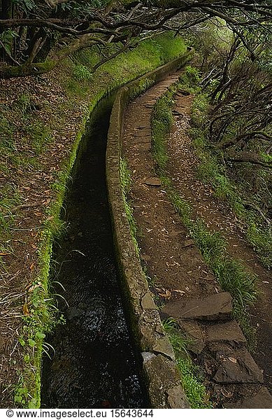 Wanderweg PR6 zu den 25 Quellen  entlang des Wasserkanals  Levada das 25 Fontes  im Regenwald  Lorbeerwald Laurisilva  Naturschutzgebiet Rabacal  Insel Madeira  Portugal  Europa