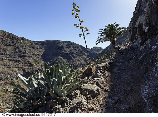 Wanderweg zwischen Valle Gran Rey und El Cercado,  La Gomera,  Kanarische Inseln,  Spanien,  Europa