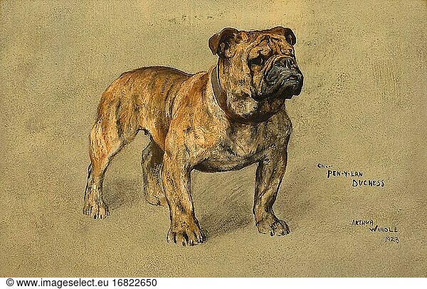 Wardle Arthur - a Portrait of the Bulldog 'champion Pen-Y-Lan Duchess' - British School - 19th Century.