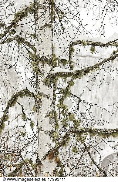Warty birch (Betula pendula) close-up of trunk and branches with lichens  snow-covered  Picos de Europa  Cantabrian Mountains  Spain  Europe