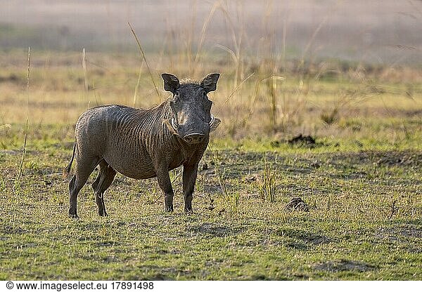 Warzenschwein (Phacochoerus africanus)  Blickkontakt  South Luangwa  Sambia  Afrika