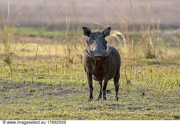 Warzenschwein (Phacochoerus africanus)  Blickkontakt  South Luangwa  Sambia  Afrika