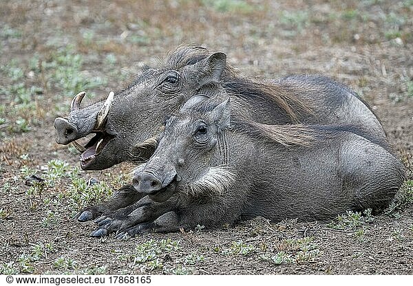 Warzenschwein (Phacochoerus africanus)  zwei Tiere erwachen in der Dämmerung  Tierportrait  South Luangwa  Sambia  Afrika