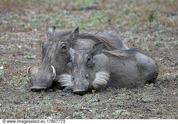 Warzenschwein (Phacochoerus africanus)  zwei Tiere ruhen in der Dämmerung  South Luangwa  Sambia  Afrika
